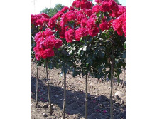 Mona Lisa 19.25 ����.jpg