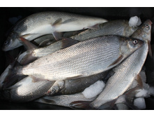 ����� �������� 1 �� 900 �� - 10 ��.jpg