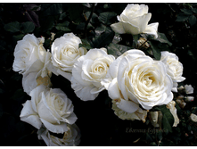 Tineke ������ 2,95 ����.png