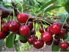 ��� ��������-450�.jpg