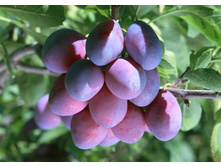 ����� �����������-420�