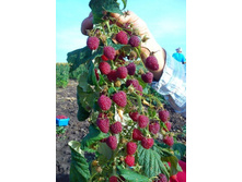 136���. ������ ������ ���17.jpg