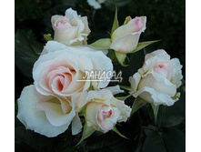 Schneewalzer ��������� 2,95 ����.jpeg