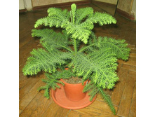 ��������� - ������ �������� �������� ...