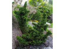 ��� Maloyana Holub 20-25cm C2-10,08