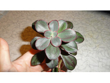 ������ - ���� ...