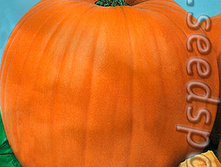 ����� ������ 10�� ����� 14,50���.jpeg