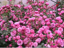 ���������� (�)