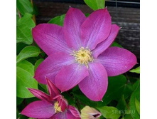 185���. �������� ������� ���17.jpg