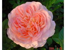 Abraham Darby ������� ����� 3,20 ����.jpg