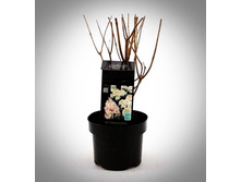 Living Phantom C2���.jpg