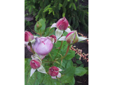 ���� ��������� AlexZ16