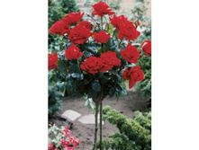 Ingrid Bergman 19,25 ����.jpg