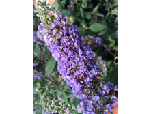 251���. ������� ������ ����� ����� ���16.JPG