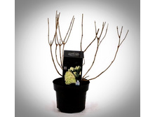 Living Limelight C2���.jpg