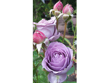 ���� ��������� AlexZ16