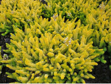 ����� Golden Startle-2,40.jpg