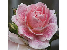 Kir Royal ��� ���� 2,95 ����.jpg