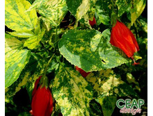 ������������ ����������� ( Malvaviscus variegatum) - ������ �������� �������� ...