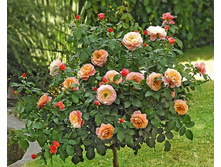 Marie Curie 19.25 ����.jpg