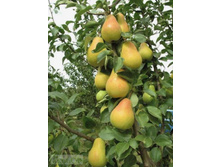 ����� ��������� (�������)-210�.jpg