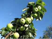 ������ ��������� (�������)-240�.jpg