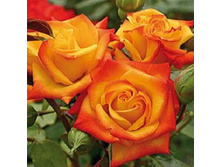 Samba ����� 2,95 ����.jpg