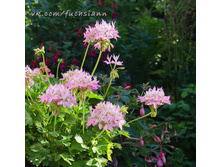 ���������� ����������