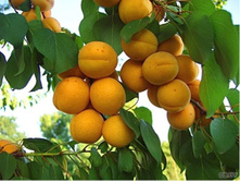 ������� ����������� -470�.jpg