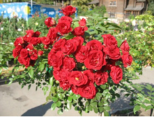 Scarlet 19,25 ����.jpg