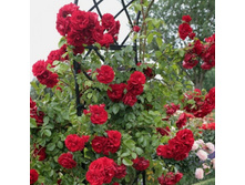 Amadeus 2.95 ����.jpg