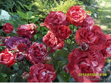 Brownie 2.95 ����.jpg