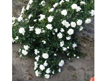 Swany 19,25 ����.jpg