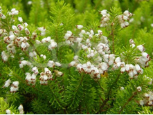 ����� Valerie Proudley-3,04.jpg