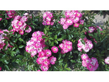 Degenhart ��������� 2,95 ����.jpg