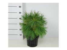 ����� schwerinii Wiethorst C12 40-50 CM-76,13 ��� 3��