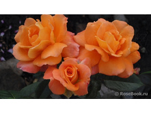 Orange Senta ����� ����� 2,95 ����.jpg