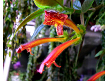 �������� Sonnenaufgang (���� ����)