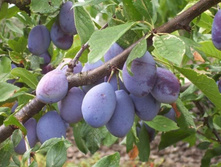 ����� ������-420�.jpg