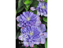 221���. �������� ��� ���������� ���16.jpg