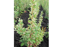 207���. �������� �������� ������� ������ ���16.jpg