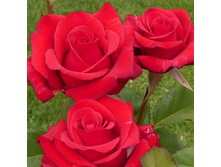 Kardinal 19,25 ����.jpg