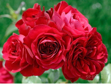 Mona Lisa ���� ���� 2,95 ����.jpg