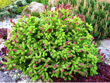 Picea abies Pusch 15-20��-19,03 ��� 10��