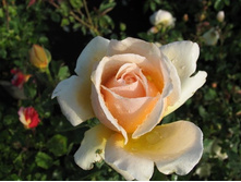 Valencia �������� 2,95 ����.jpg