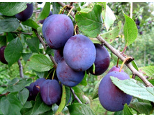 ����� �������� �����������-420�.jpg