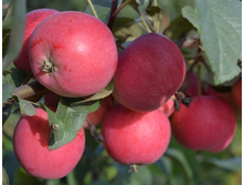 ������ ������ (������)-260�.jpg