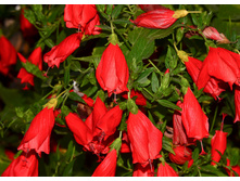 ������������ ����������� ( Malvaviscus variegatum) - ������ �������� .....