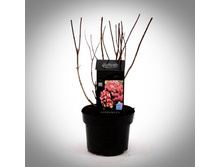 Living Magical Fire C2���.jpg