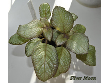 Silver Moon